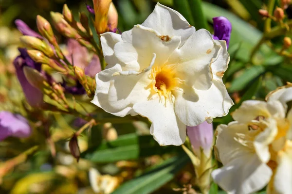 Nerium Oleander Fehér Virágai — Stock Fotó