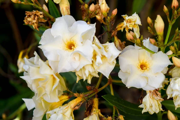 Nerium Oleander Fehér Virágai — Stock Fotó