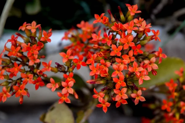 Маленькие Красные Цветки Якоря — стоковое фото