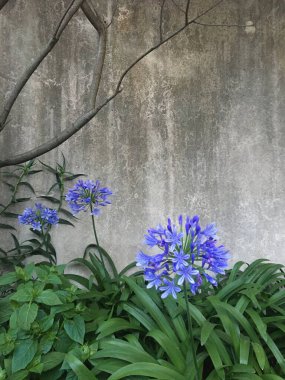 Closeup photo of an Agapanthus africanus