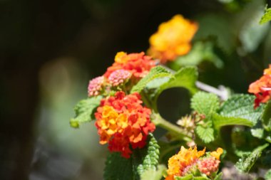 Lantana Camara 'nın kırmızı ve sarı çiçeği