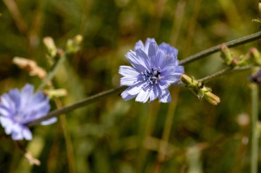 wild blue flower in the field