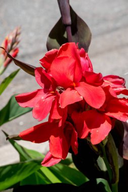 close up flower of a red achira