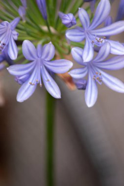 Closeup photo of an Agapanthus africanus