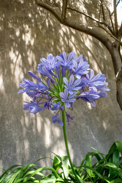 Closeup photo of an Agapanthus africanus