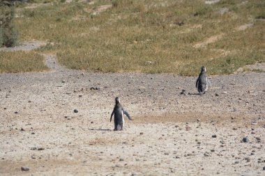 Penguins in Punta Tombo, Chubut, Argentina.