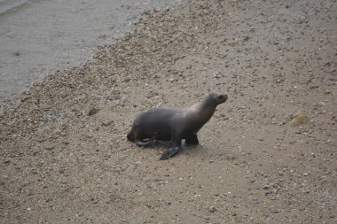 Sea lions in the protected area of Punta Loma, Puerto Madryn. Punta Loma Lobera Reserve