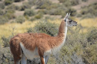 closeup of a guanaco in the province of Chubu