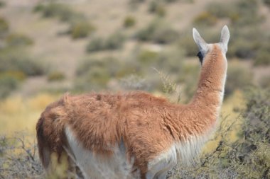 closeup of a guanaco in the province of Chubu