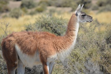 closeup of a guanaco in the province of Chubu