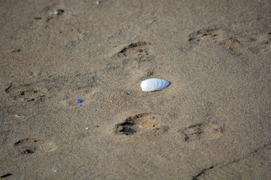 seashells on the beach in Puerto Madryn