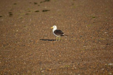 Seagull on the seashore in Puerto Madry