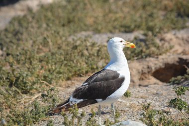 Seagull in Puerto Madryn, Chubut, Argentina