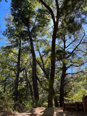 pine forest in San Martin de los Andes, Argentin