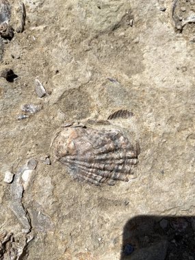 shell of a clam on the beach of Puerto Madry