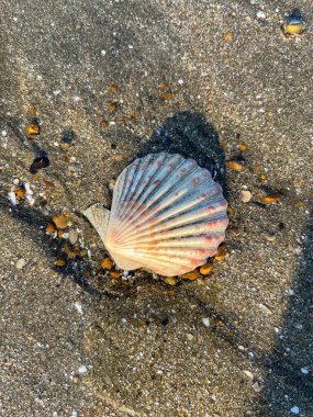 shell of a clam on the beach of Puerto Madry