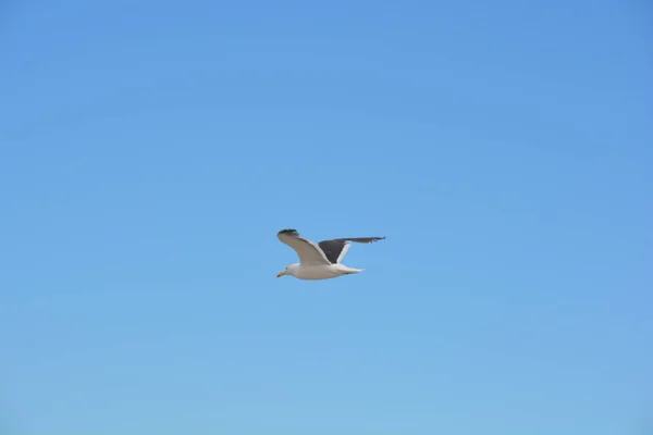 海鸥飞越马德里港的海面 — 图库照片