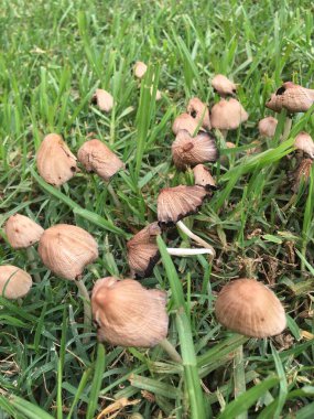 Yağmurdan sonra çimlerde mantarlar