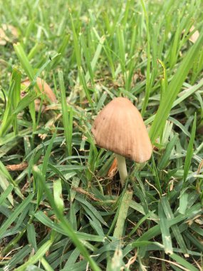 Yağmurdan sonra çimlerde mantarlar