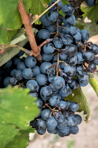 Bunch Grapes Vineyard — Stock Photo, Image