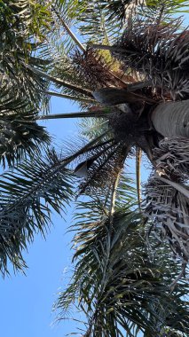 bir palmiye ağacının yeşil yaprakları