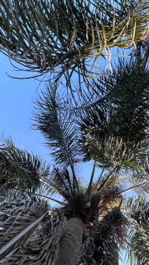 bir palmiye ağacının yeşil yaprakları