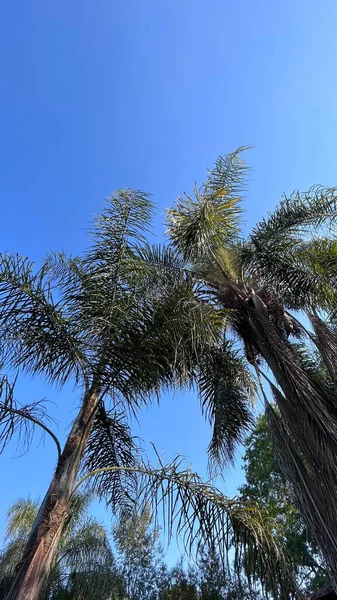 Folhas Verdes Uma Palmeira — Fotografia de Stock