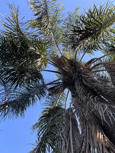 Green leaves of a Palm tree