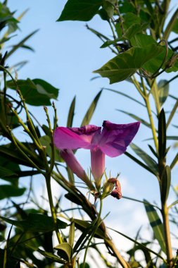 Ipomoea 'nın mor çiçeği