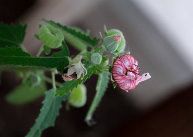 Güzel bir pavonya çiçeği.