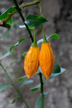 Chilto Solanum Betaceum 'un sarımsı meyvesi