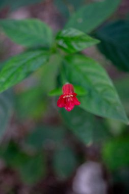 Ruellia 'nın kırmızı çiçeği