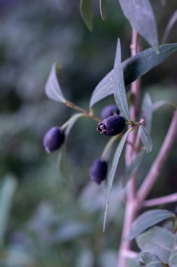 Murta 'nın küçük meyveleri. Myrceugenia glaucescens