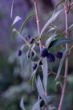 Murta 'nın küçük meyveleri. Myrceugenia glaucescens