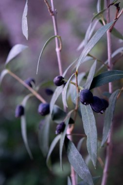 Murta 'nın küçük meyveleri. Myrceugenia glaucescens