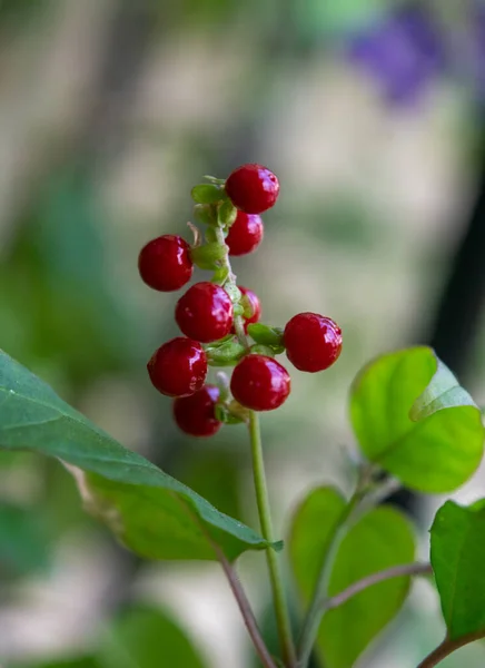 Rote Früchte Der Pflanze Rivina Humilis — Stockfoto