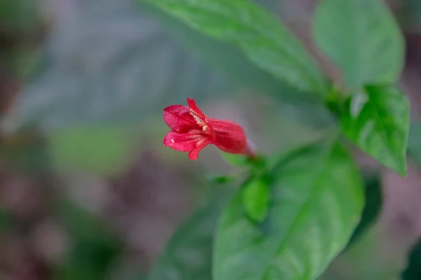Fiore Rosso Una Ruellia Brevifolia — Foto Stock
