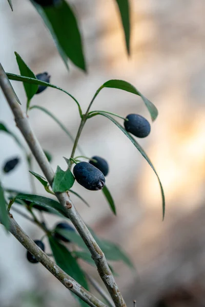 Piccoli Frutti Della Murta Myrceugenia Glaucescens — Foto Stock