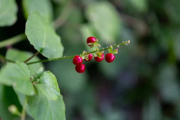 Czerwony Owoc Rośliny Rivina Upokarza — Zdjęcie stockowe