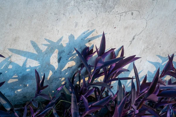 Violet leaves of the plant tradescantia