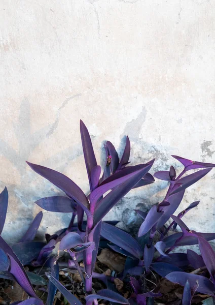 Фіолетове Листя Рослини — стокове фото