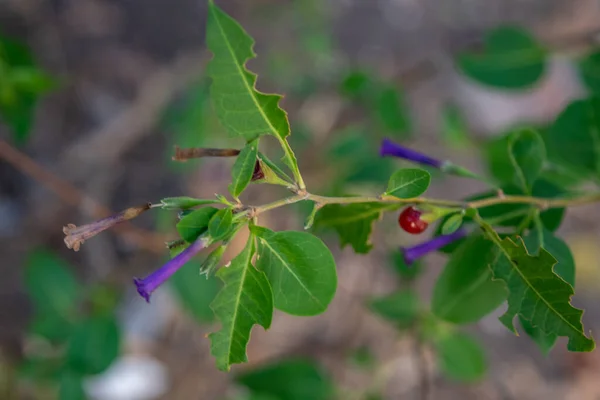 Small Violet Flowers Plant Lycium Cestroides — Stock Photo, Image