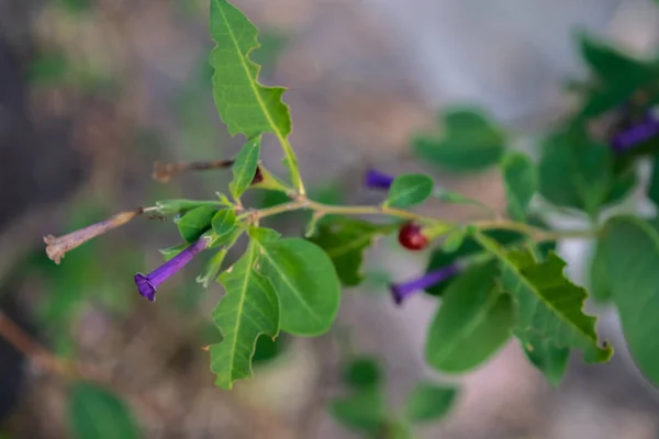Pequenas Flores Violetas Planta Lycium Cestroides — Fotografia de Stock