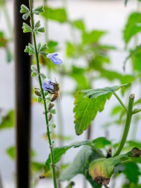 Mavi çiçeklerdeki arılar