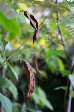 kakia ağacının tohum kapsülü