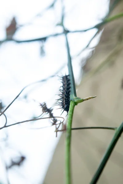Rups Van Een Vlinder Takken Van Een Plant — Stockfoto