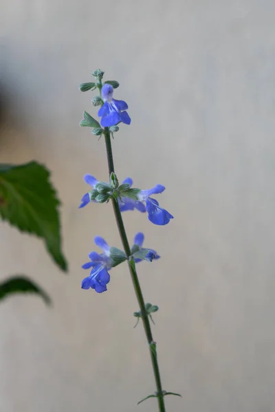 Fiore Azzurro Una Salvia Pallida Celeste — Foto Stock