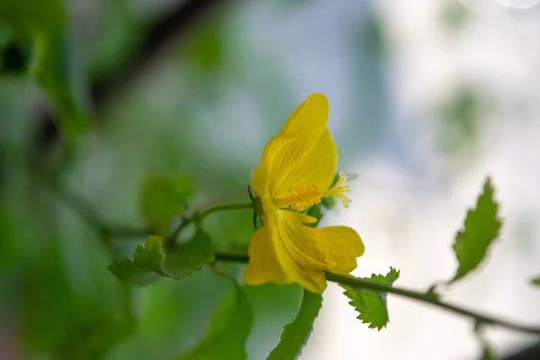 パヴォニア セピアの黄色の花 — ストック写真