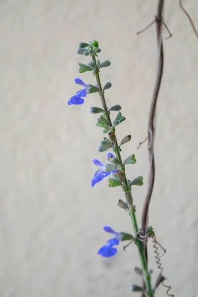 Fiore Azzurro Una Salvia Pallida Celeste — Foto Stock