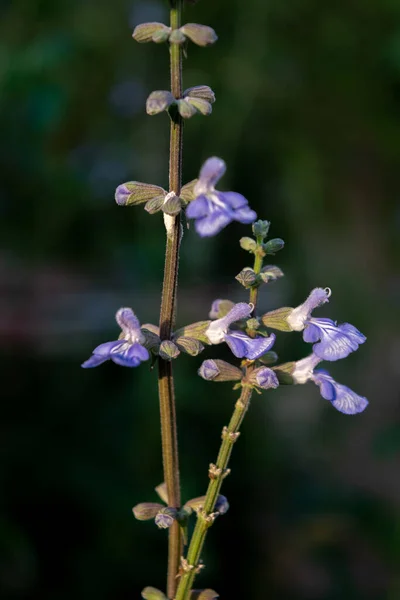 Blaue Blume Einer Salvia Pallida Celeste — Stockfoto